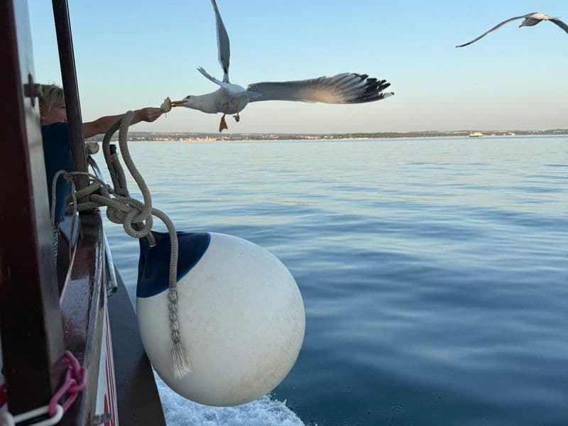 Dolphin Watching Boat Trip from Fažana at Sunset (Boat Kristina)