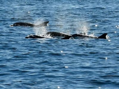 Dupini u Jadranskom moru Rovinj