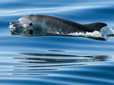 Promatranje dupina u Rovinju
