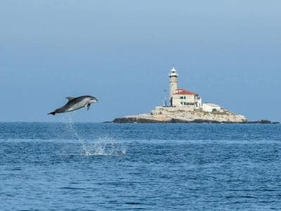 Dupini ispred Rovinja