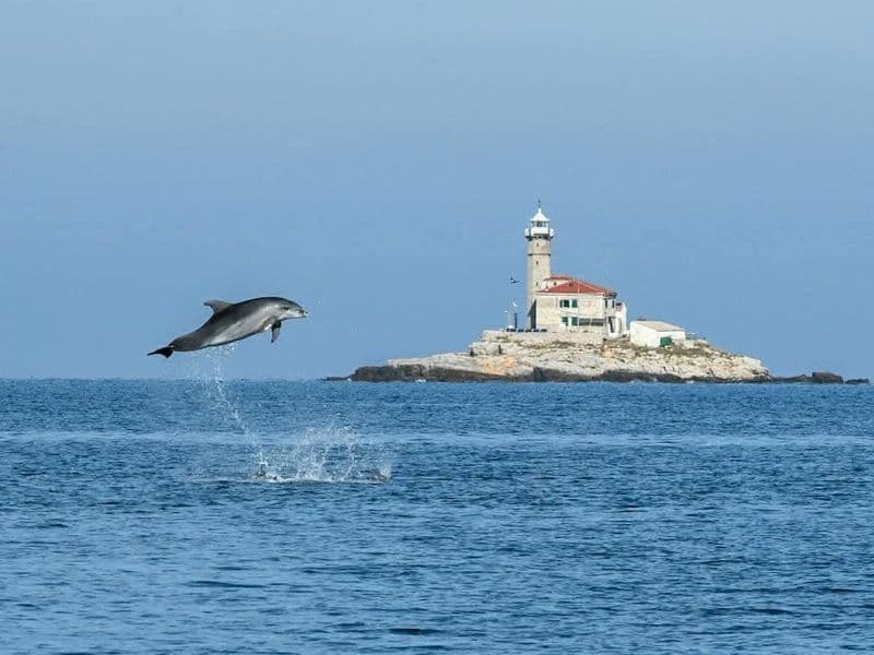 Dupini ispred Rovinja