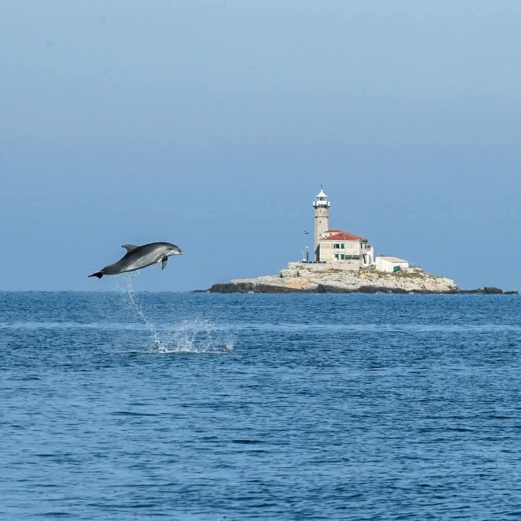 Dupini ispred Rovinja